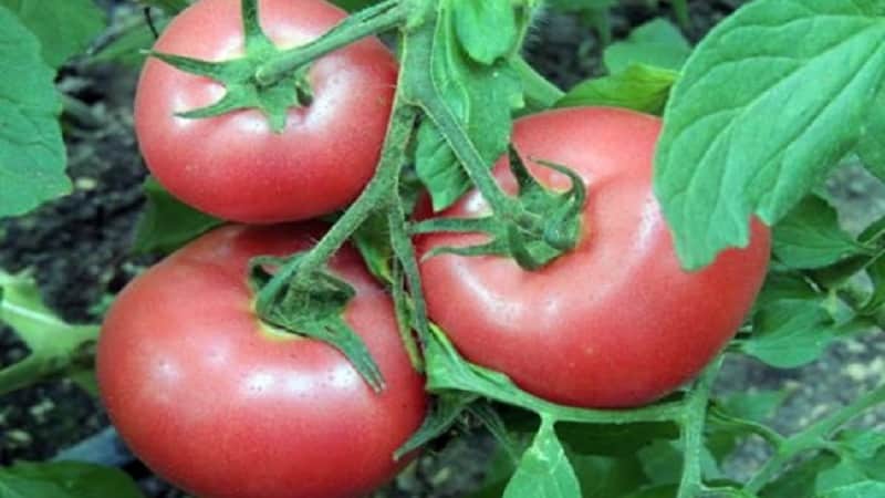 Tomato Pink Claire - la millor solució per a les regions del sud