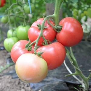 Tomato Pink Claire - den beste løsningen for de sørlige regionene