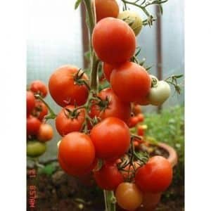 Kajian tomato hibrid awal Summer Garden f1: ulasan dari penduduk musim panas dan arahan untuk menanam hibrid