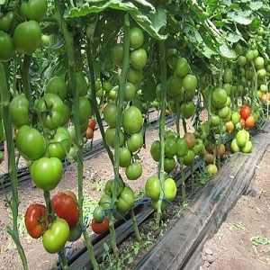 Karakteristiske trekk ved Pink Paradise-hybridtomaten som får deg til å elske den