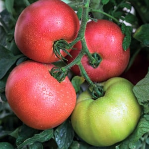 Ibrido a maturazione precoce da allevatori francesi - pomodoro Alesi: panoramica di vantaggi, svantaggi e caratteristiche