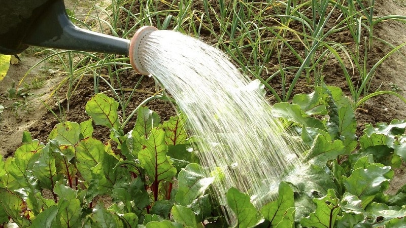 Cosa fare quando le foglie della barbabietola diventano gialle e non cresce?