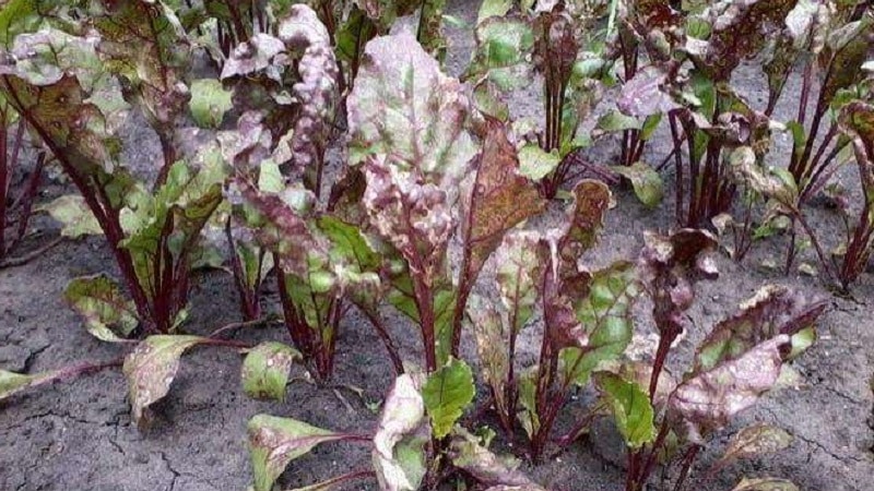 Cosa fare quando le foglie della barbabietola diventano gialle e non cresce?