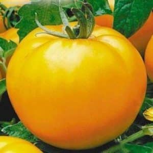 Eine der köstlichsten Sorten für den Frischverzehr ist die Yellow Giant-Tomate.