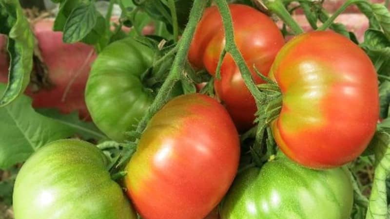 Sykdoms- og skadedyrbestandig tomatvariant Gigant Novikova