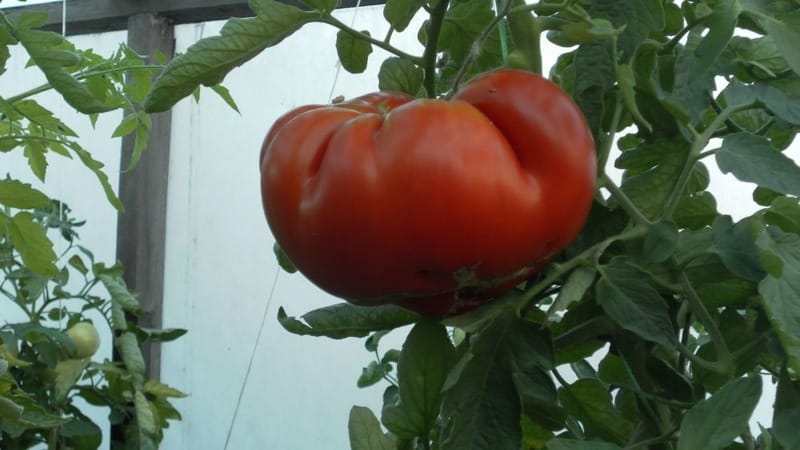 Variedade de tomate resistente a doenças e pragas Gigant Novikova