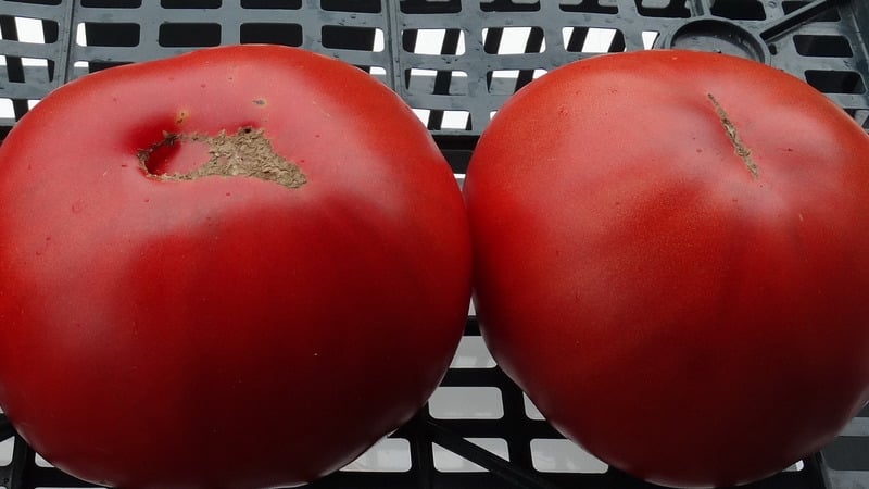 Sykdoms- og skadedyrbestandig tomatvariant Gigant Novikova