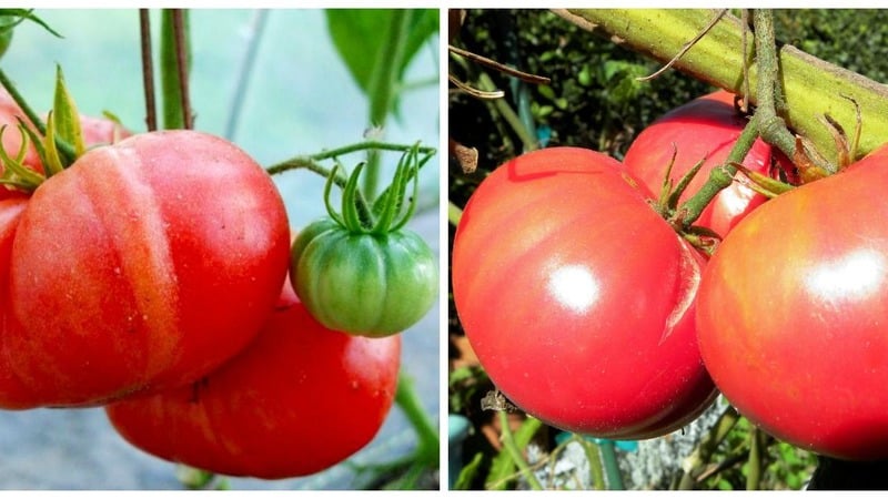 Ziekte- en plaagresistente tomatensoort Gigant Novikova