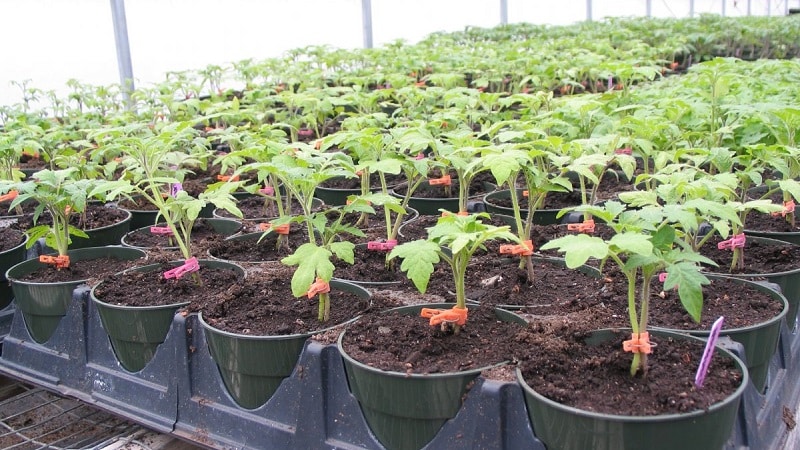 Ziekte- en plaagresistente tomatensoort Gigant Novikova