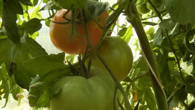 Krankheits- und schädlingsresistente Tomatensorte Gigant Novikova