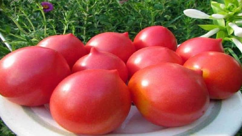 Decorar un llit amb una floració inusual: tomàquet rosa japonès i els seus avantatges sobre altres varietats