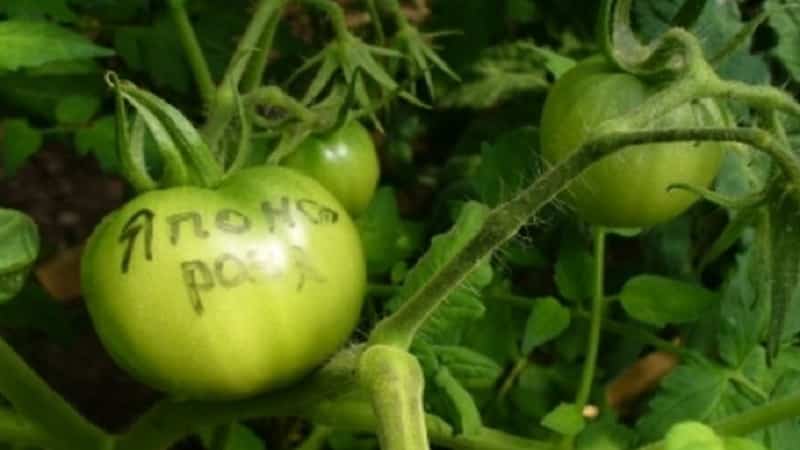 Decorando um canteiro com flores incomuns - tomate rosa japonês e suas vantagens sobre outras variedades