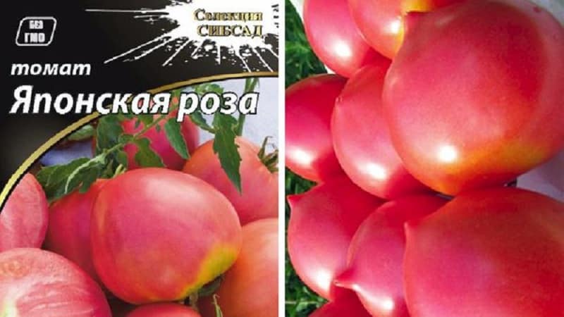 Ein Beet mit ungewöhnlicher Blüte dekorieren – japanische Rosentomate und ihre Vorteile gegenüber anderen Sorten