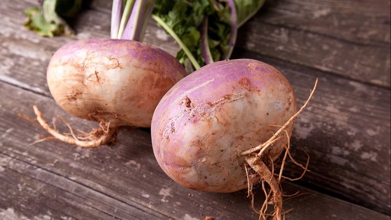 What is the difference between rutabaga and turnip and how to tell them apart