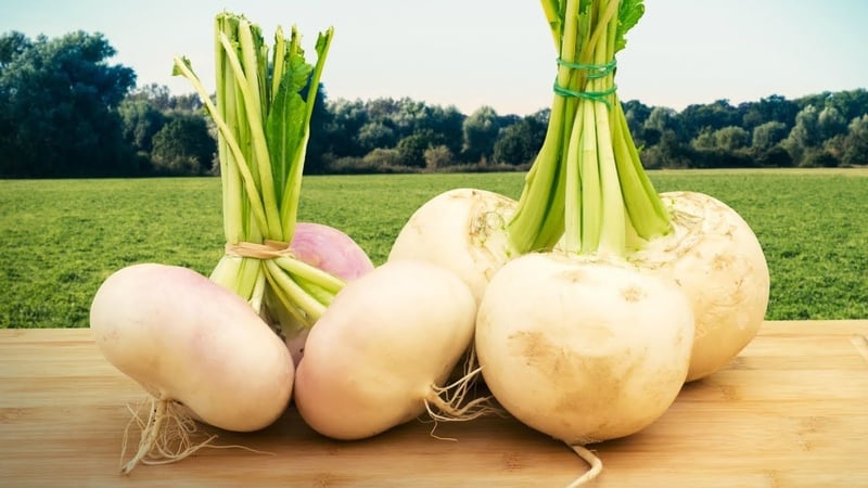 What is the difference between rutabaga and turnip and how to tell them apart