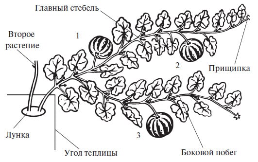 Како правилно стиснути бундеву на отвореном тлу да бисте добили добру жетву