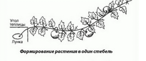 Како правилно стиснути бундеву на отвореном тлу да бисте добили добру жетву