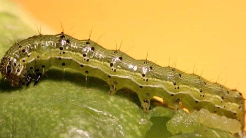 What is the danger of bollworm on corn: we detect the enemy, then quickly and effectively fight it