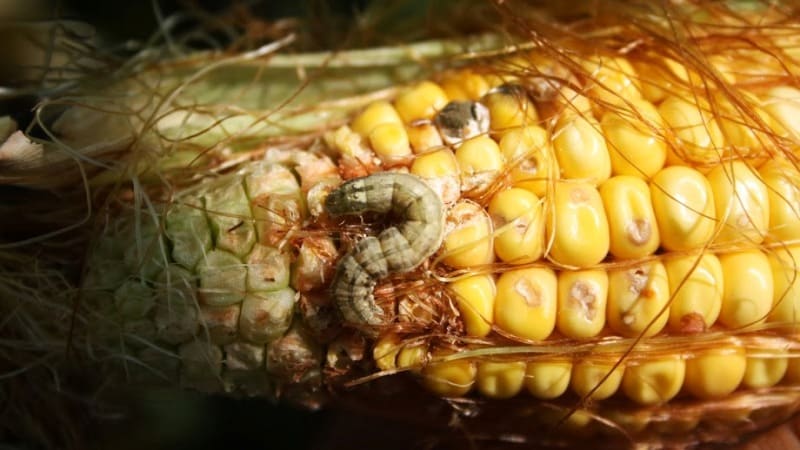 What is the danger of bollworm on corn: we detect the enemy, then quickly and effectively fight it