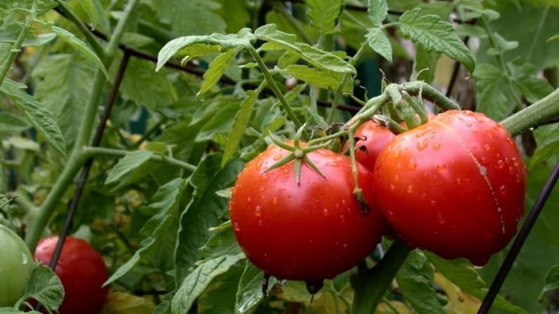 Frühreifende Hybride mit außergewöhnlichem Geschmack – Tomate Lily Marlen f1