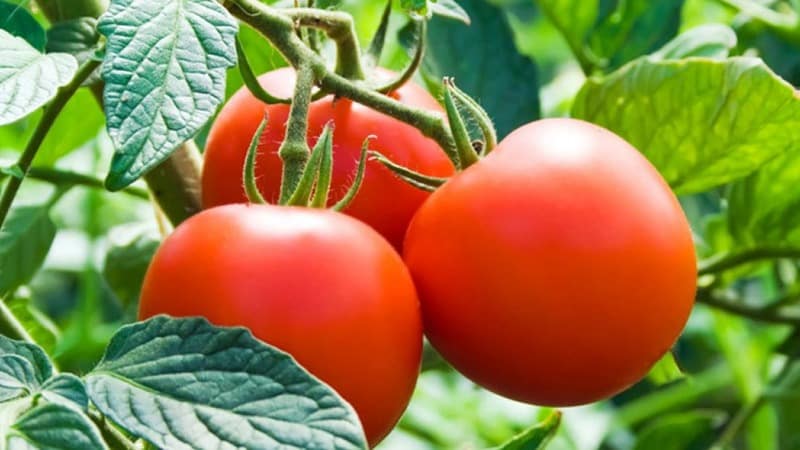 Frühreifende Hybride mit außergewöhnlichem Geschmack – Tomate Lily Marlen f1