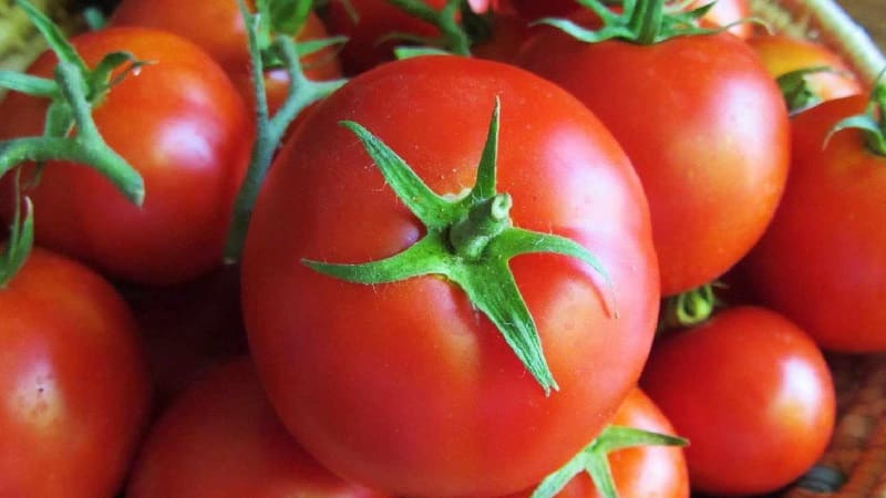 Hibrid matang awal dengan rasa yang luar biasa - tomato Lily Marlen f1