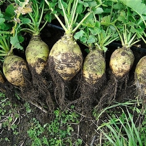 rutabaga คืออะไร เติบโตได้อย่างไร มีประโยชน์อย่างไร และใช้ที่ไหน?