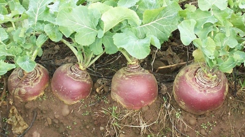 Qu'est-ce que le rutabaga, comment pousse-t-il, à quoi sert-il et où est-il utilisé ?