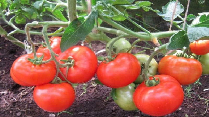 Tomate hybride Bella Rosa et comment la cultiver correctement