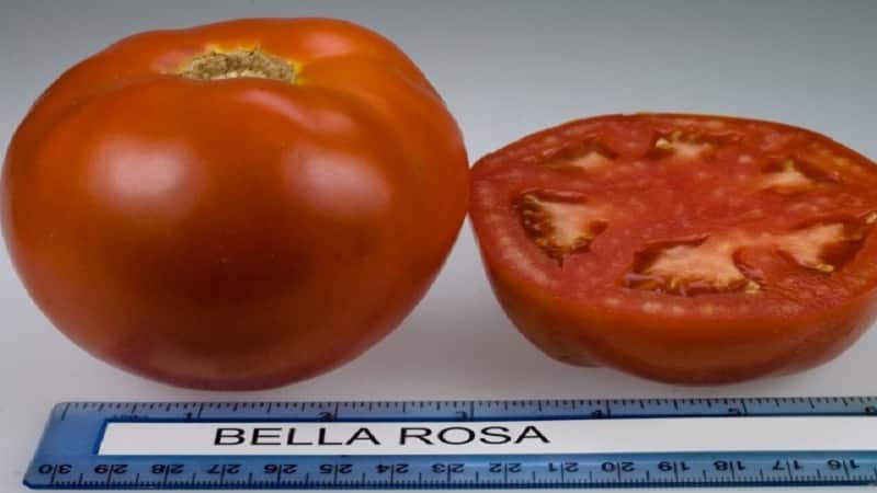 Pomodoro ibrido Bella Rosa e come coltivarlo correttamente