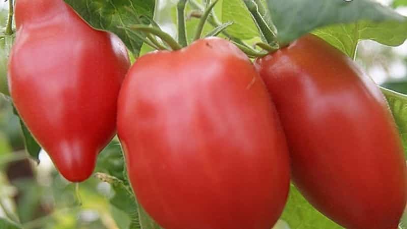 Varieti pertengahan musim dengan rasa yang menyenangkan dan semak yang kuat - tomato Kapia merah jambu