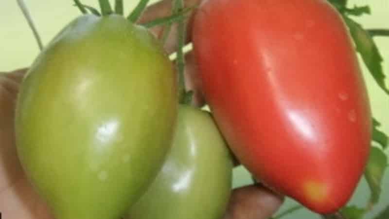 Varieti pertengahan musim dengan rasa yang menyenangkan dan semak yang kuat - tomato Kapia merah jambu