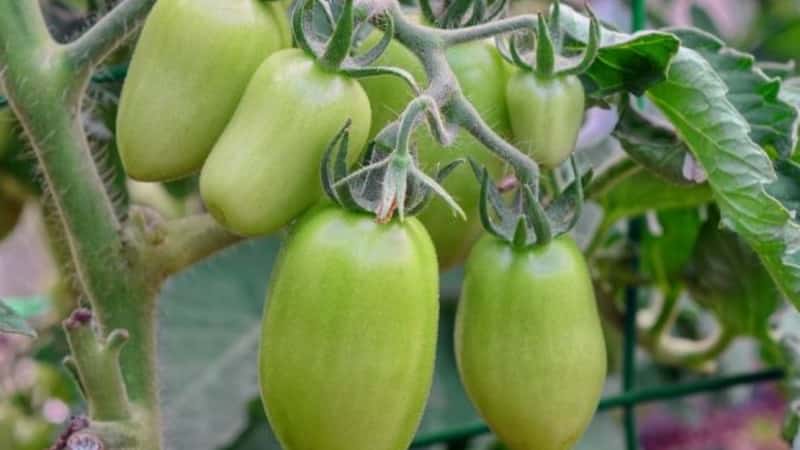 Zwischensaisonsorte mit angenehmem Geschmack und kräftigen Büschen - rosa Kapia-Tomate