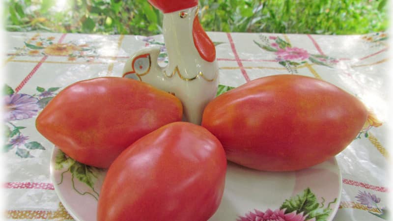 Mid-season variety with a pleasant taste and powerful bushes - pink Kapia tomato