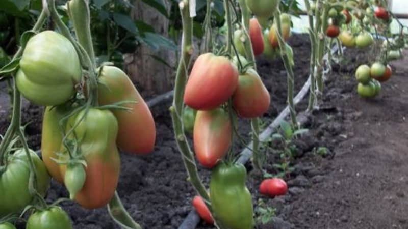 Zwischensaisonsorte mit angenehmem Geschmack und kräftigen Büschen - rosa Kapia-Tomate