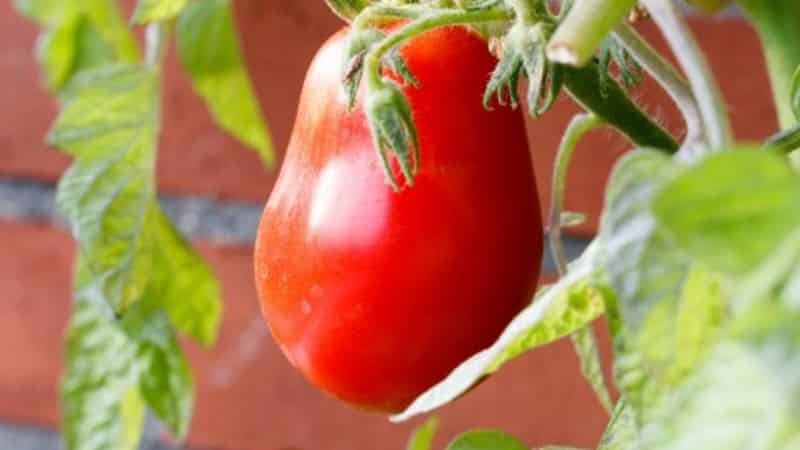 Zwischensaisonsorte mit angenehmem Geschmack und kräftigen Büschen - rosa Kapia-Tomate