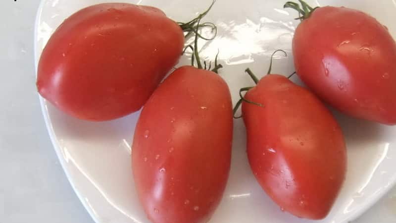 Zwischensaisonsorte mit angenehmem Geschmack und kräftigen Büschen - rosa Kapia-Tomate