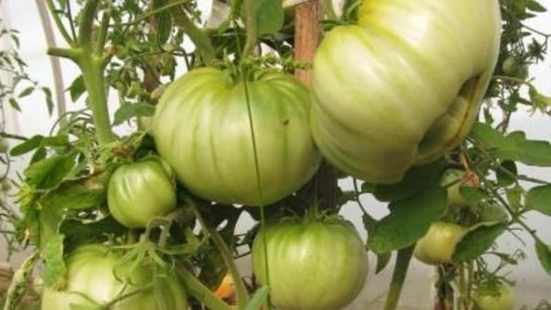 Large fruits with excellent taste - Grandma's secret tomato