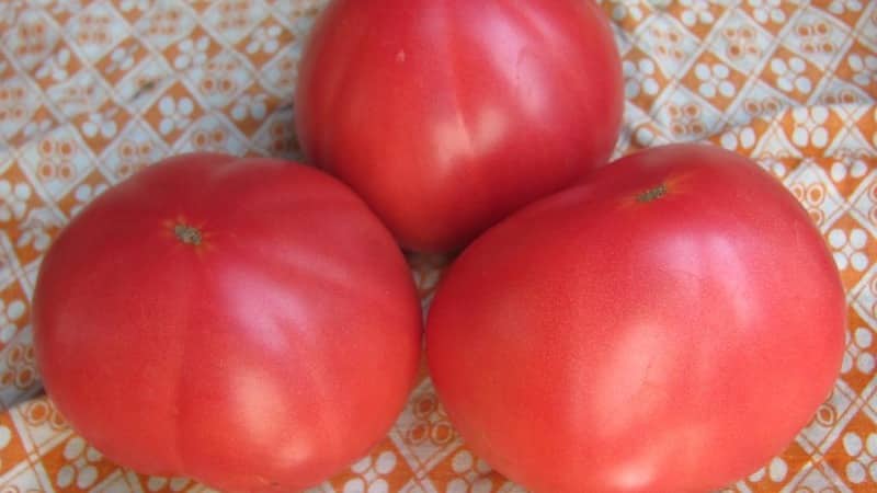 Frutas grandes e de excelente sabor - tomate secreto da vovó