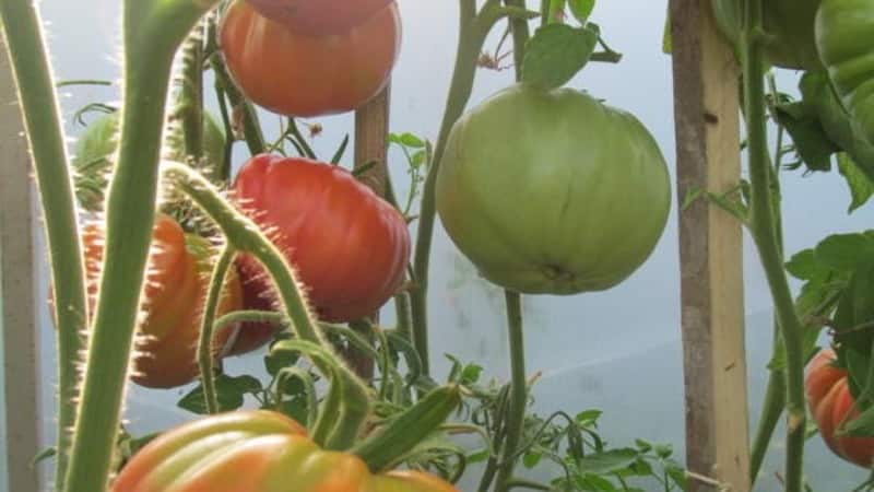 Large fruits with excellent taste - Grandma's secret tomato