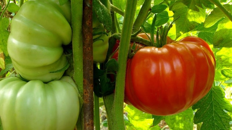 Grote vruchten met een uitstekende smaak: de geheime tomaat van oma