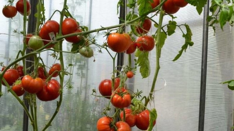 Large fruits with excellent taste - Grandma's secret tomato