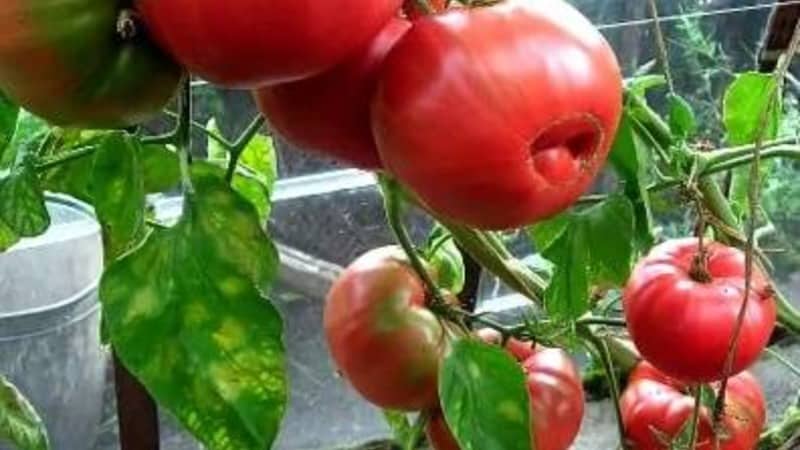 Buah-buahan besar dengan rasa yang sangat baik - tomato rahsia nenek