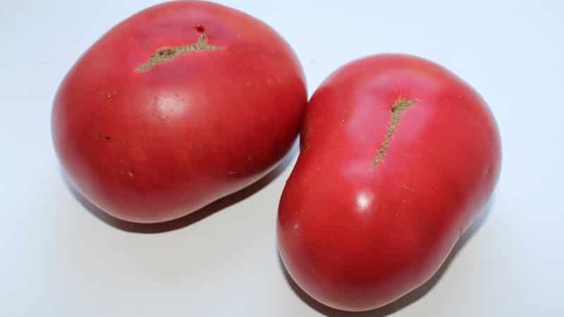 Large fruits with excellent taste - Grandma's secret tomato