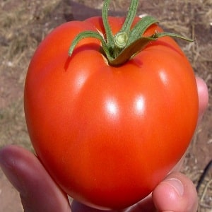 Easy variety for salads and canning - hybrid tomato Malva f1