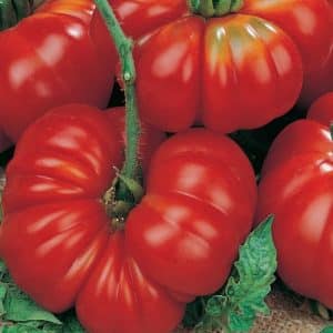 Bagaimana untuk membesar dan di mana untuk menggunakan tomato paun Rosamarin