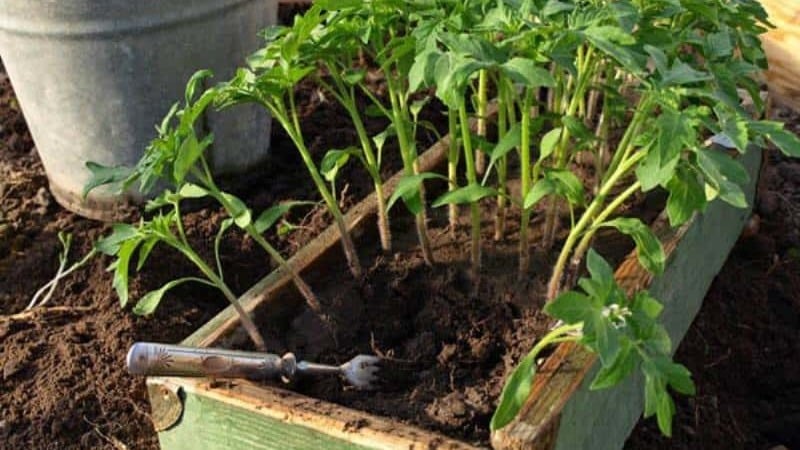 Une variété prolifique au nom révélateur : la tomate Visiblement et invisiblement : des records de rendement