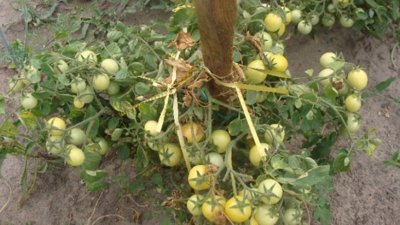 Una variedad prolífica con un nombre revelador: el tomate Visible e invisiblemente: batiendo récords de rendimiento