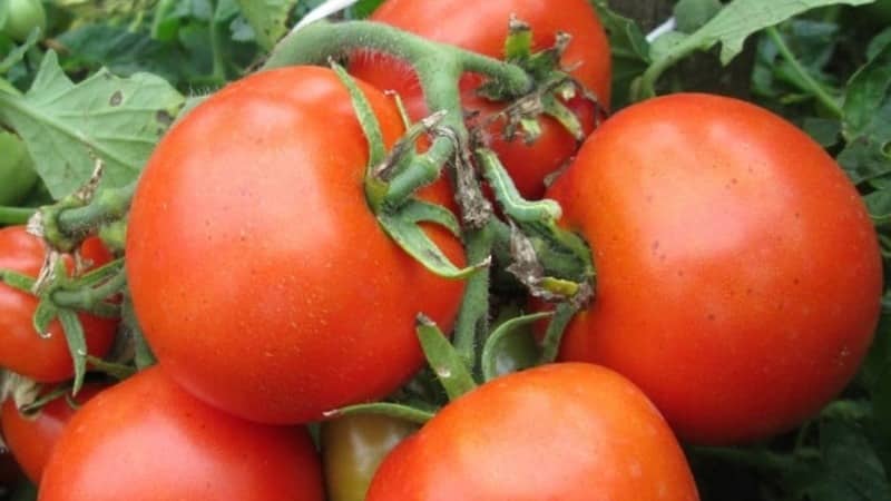 Une variété prolifique au nom révélateur : la tomate Visiblement et invisiblement : des records de rendement