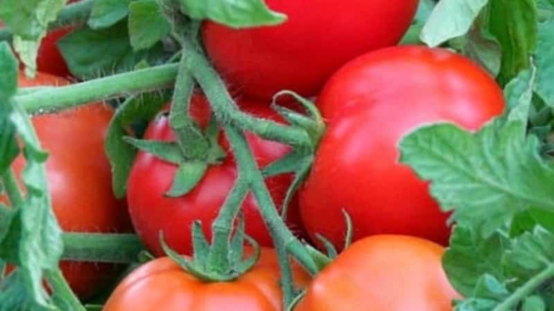 Una variedad prolífica con un nombre revelador: el tomate Visible e invisiblemente: batiendo récords de rendimiento